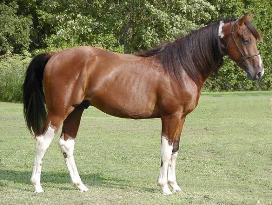 World's Most Amazing Gaited Horse Breeds