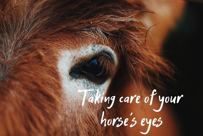 horse's eyes
