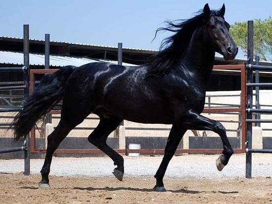 tennessee walking horse