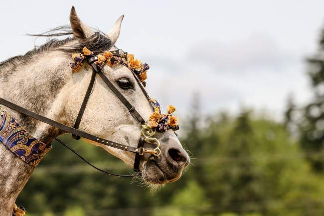 beautiful white horse