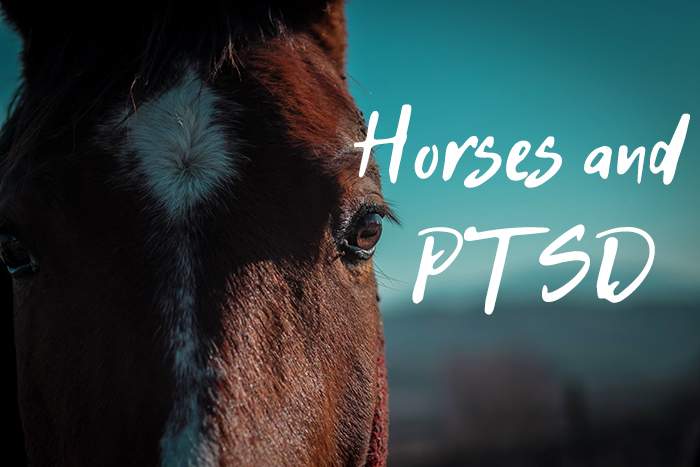 horses and ptsd