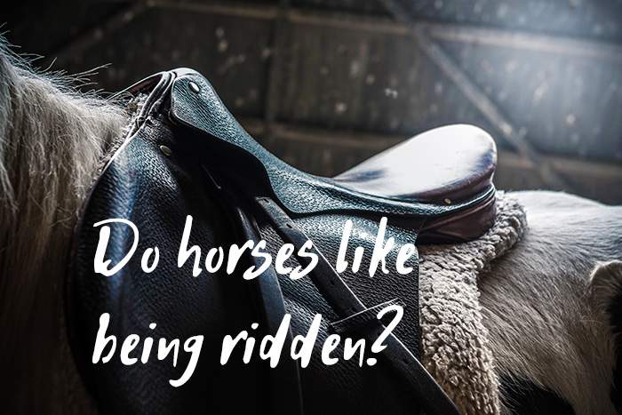 Do Horses Like Being Ridden? (A Neutral Point of View)