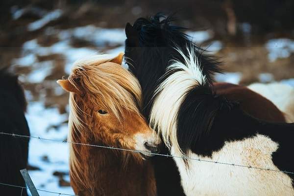 horses showing affection