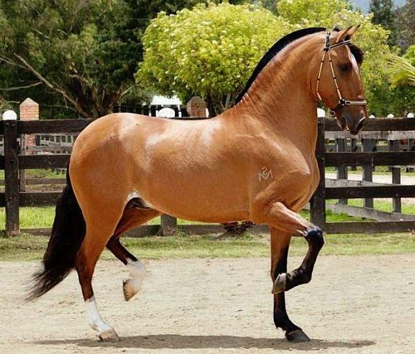 paso fino