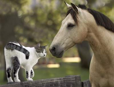 horse and cat