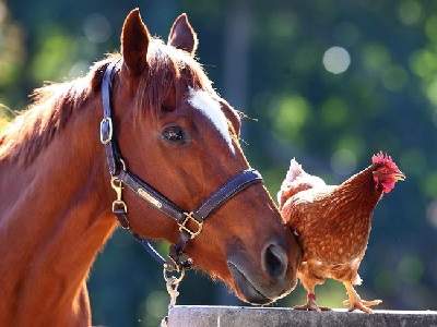 horse and chicken