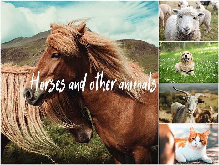 How Do Horses Get Along With Other Animals?