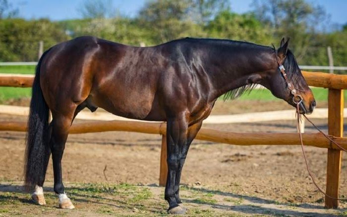 american quarter horse