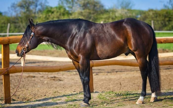 american quarter horse