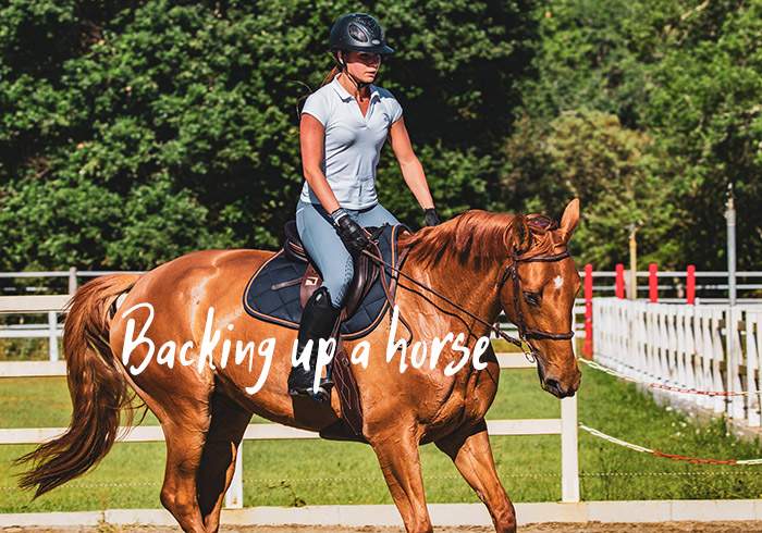 How to Get a Horse to Back up (Ground and Saddle)