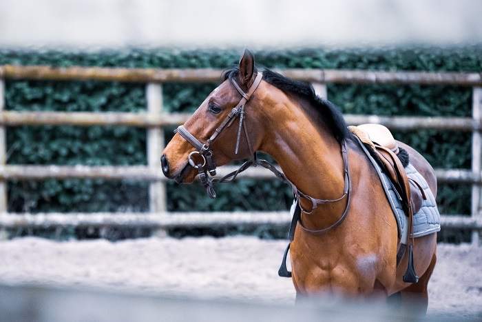 beautiful horse with saddle