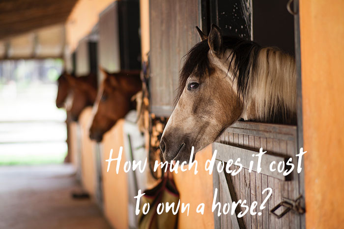 How Much Does It Really Cost to Own a Horse?