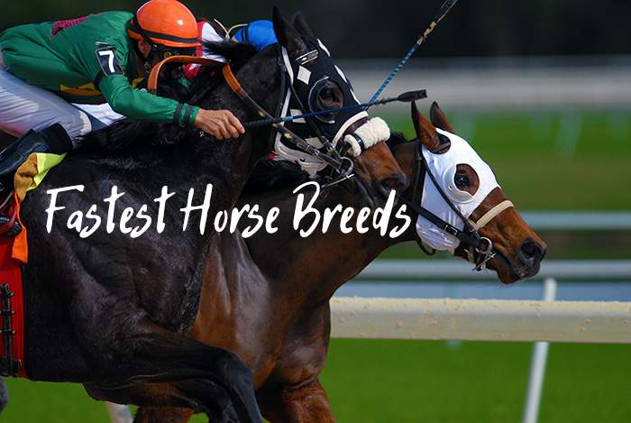 fastest horse breeds