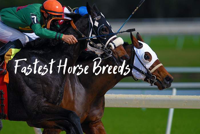 The 10 Fastest Horse Breeds In The World