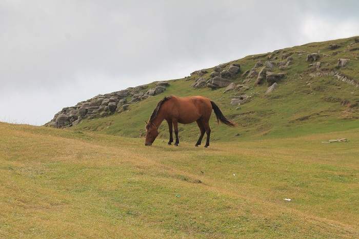 feral horse on pasture