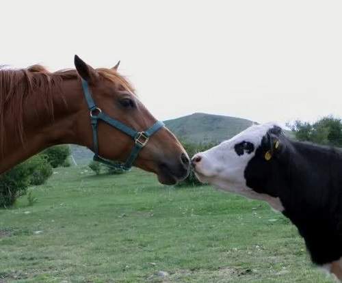 horse and cow