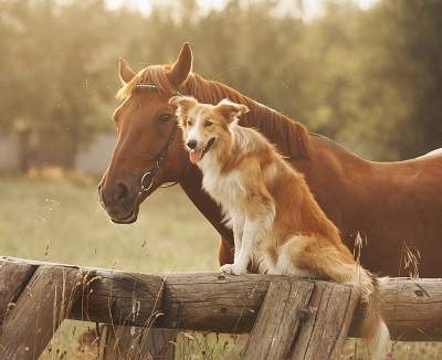 horse and dog