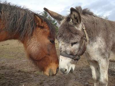 horse and donkey