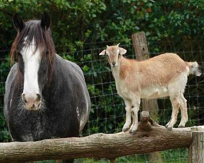 horse and goat