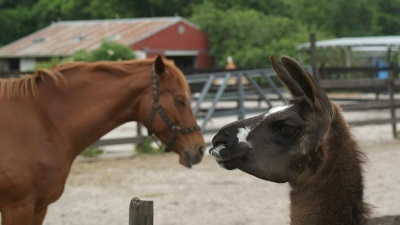 horse and llama