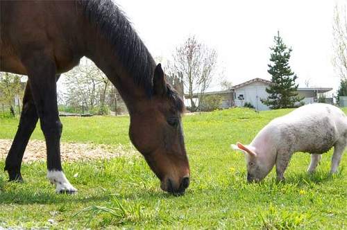 horse and pig