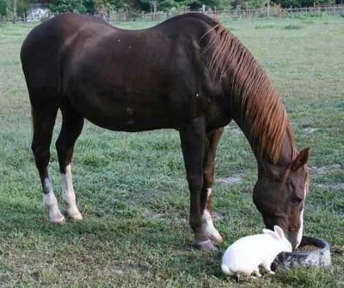 horse and rabbit