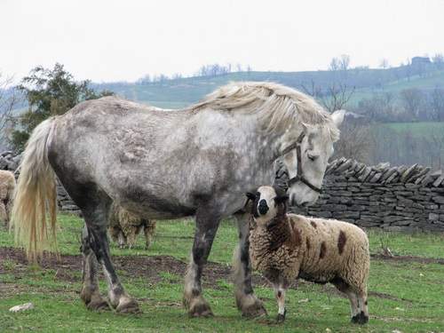 horse and sheep