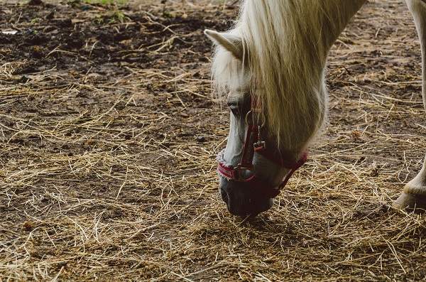 horse eating