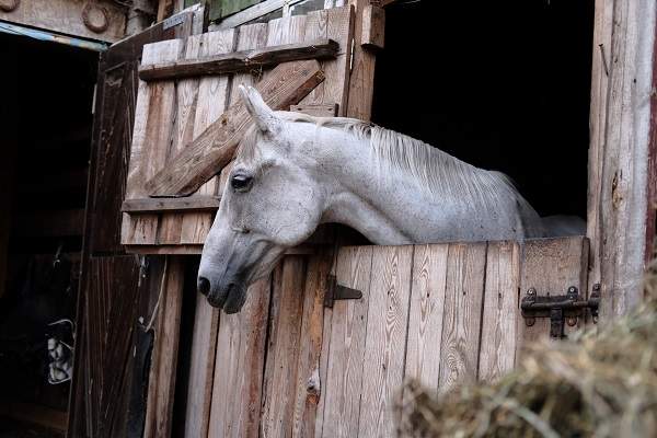 horse in a stall