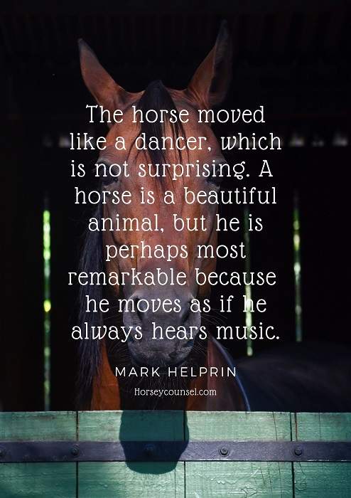 horse quote