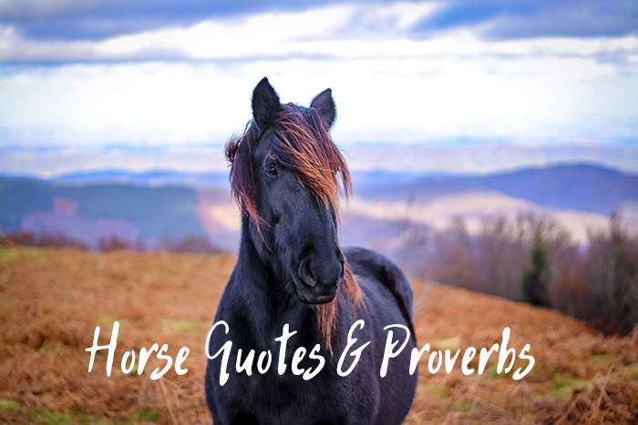 horse quotes and proverbs