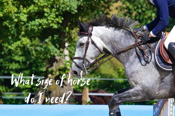 What Size of Horse Do You Need for Your Weight and Height?