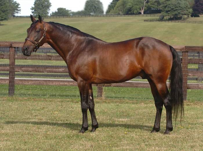 standardbred horse