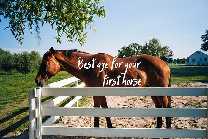 Best Age for Your First Horse