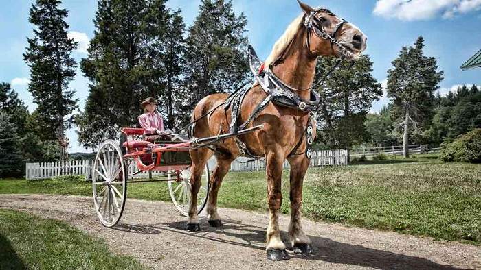 big jake pulling a cart