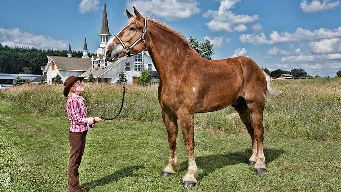 Big Jake – The Tallest Horse in the World & A True Gentle Giant