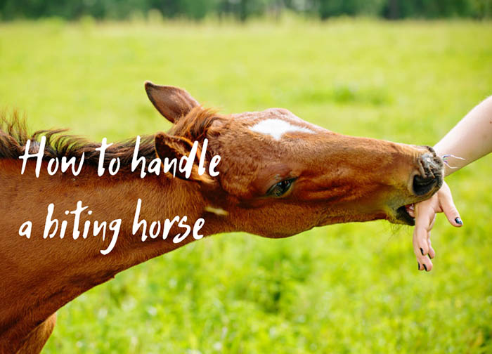 How to Handle a Horse That Bites People