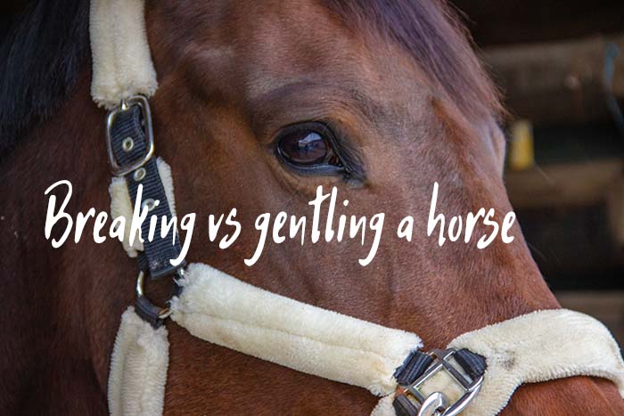 breaking a horse vs gentling it