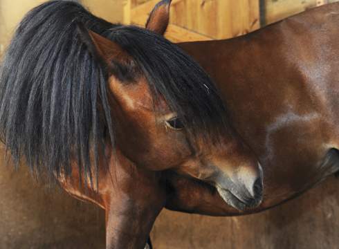 chestnut horse