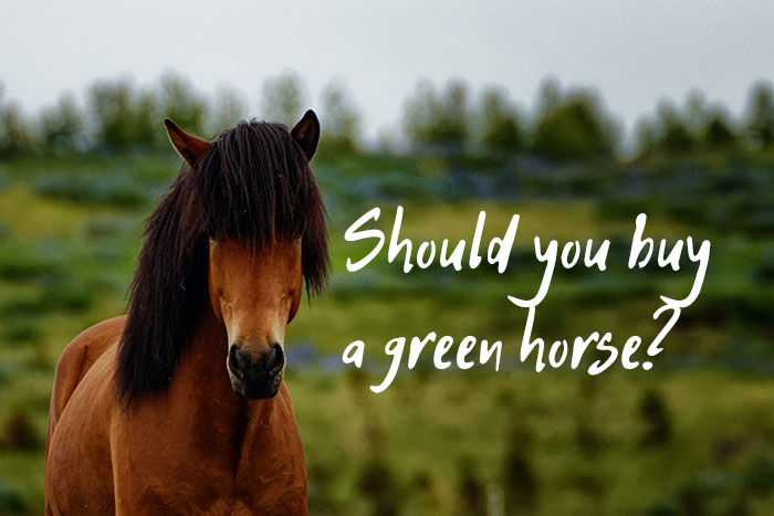 Should You Buy a Green Horse as a New Rider?