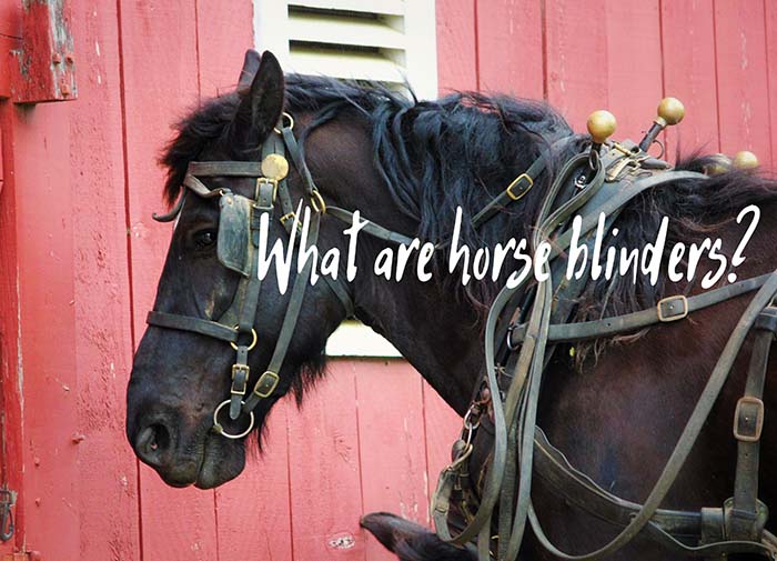 Horse Blinders: What Are They for and Can We Replace Them?