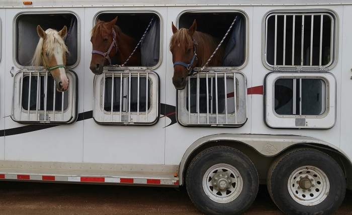 horse trailer with horses in it