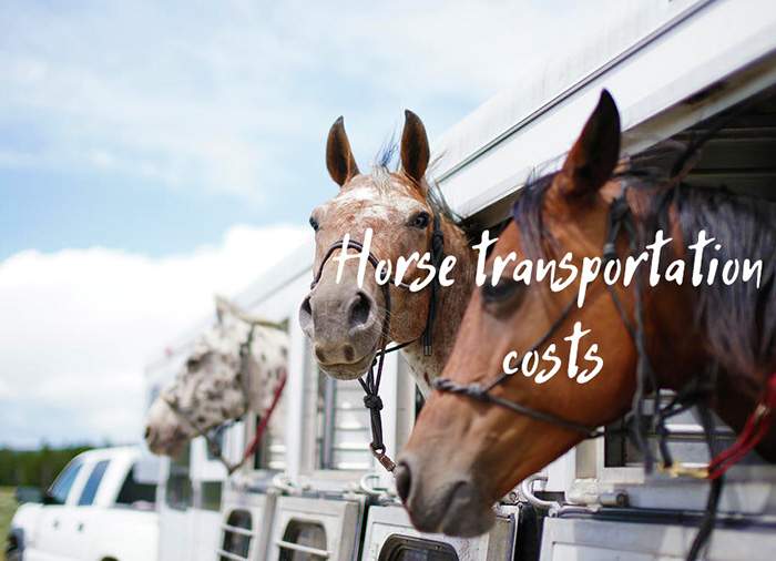 How Much Does it Cost to Transport a Horse?