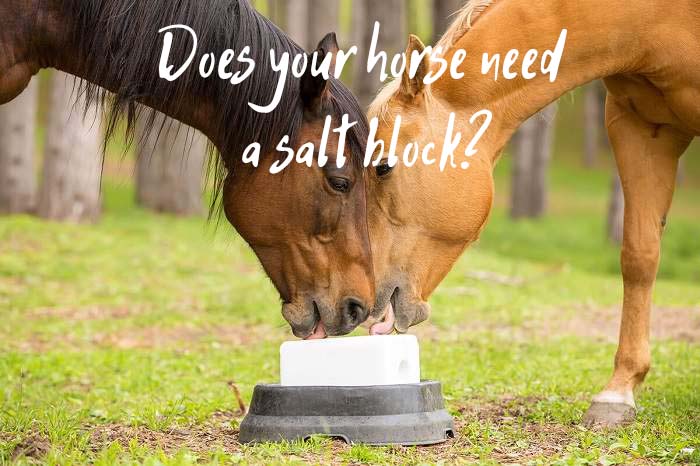 Does Your Horse Need a Salt Block or a Mineral Block?