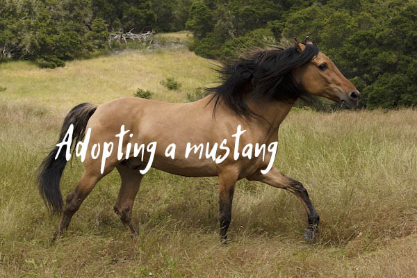 adopting a mustang