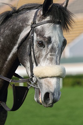 horse shadow roll noseband