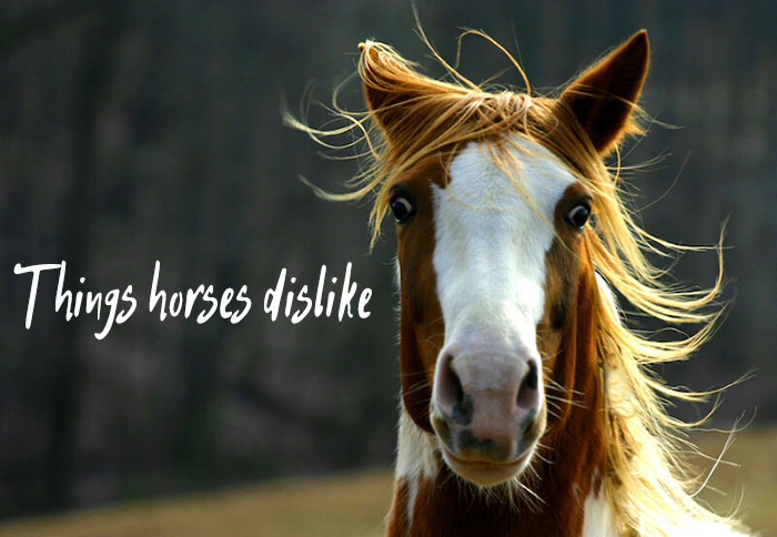 things horses dislike