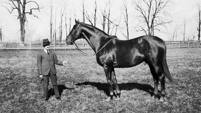 Man o' War Horse