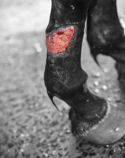 proud flesh horse leg