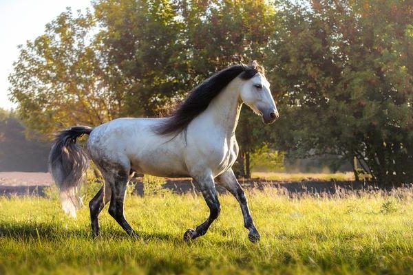 andalusian horse